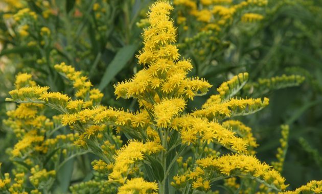 Scientists believe this plant is intelligent and can ‘solve problems’