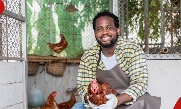 List of things to consider when building a chicken house