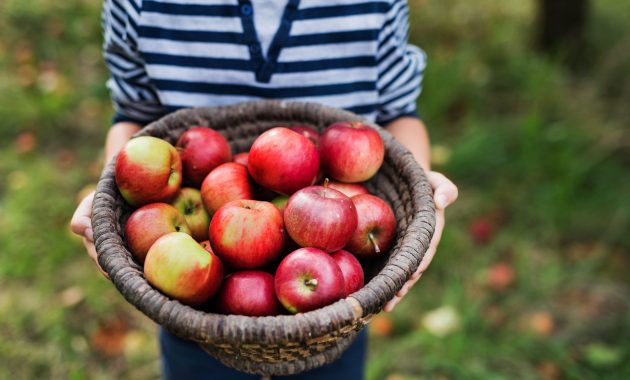 Why an apple a day really keeps the doctor away