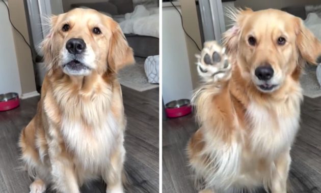 Golden Retriever’s Joy Shines at Mention of Grandma