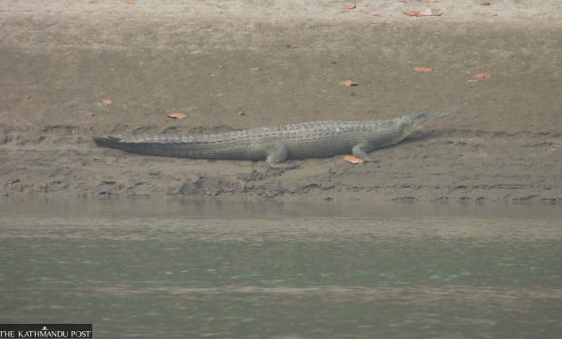 Gharial’s Return to Devghat After 30 Years