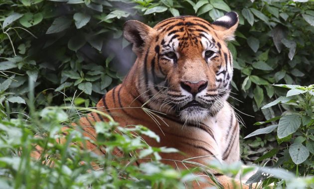 Tigers Threaten Families on the Forest Edge