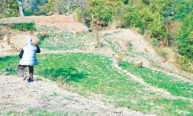 Monkeys Destroying Farmers’ Livelihoods