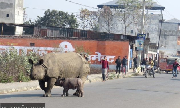 Rise in Rhino Sightings in Chitwan’s Cities Sparks Conservation Fears