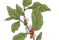 coffee-plant-illustration-with-sketch-style-free-png.png