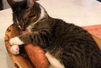 funny-cat-pics-and-memes-18-64a814a742582__700.jpg