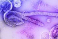 why-ebola-continues-spread-dr-congo-despite-years.jpg