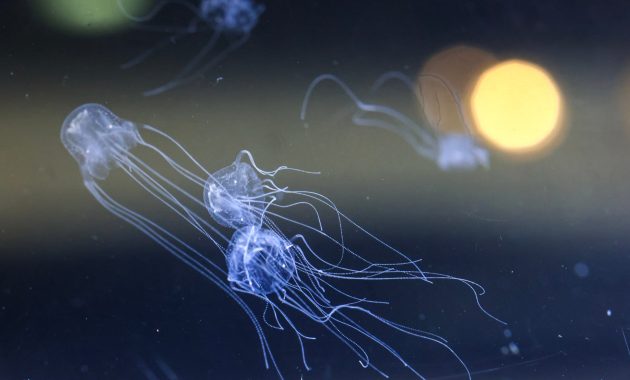 Hong Kong’s Hidden Biodiversity: Species in Need of Protection