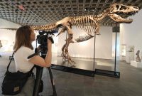 Attachment for Dino-mite treasures: inside Singapore’s Fort Knox storing playthings of ultra-rich